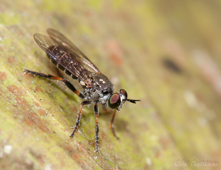 Asilidae