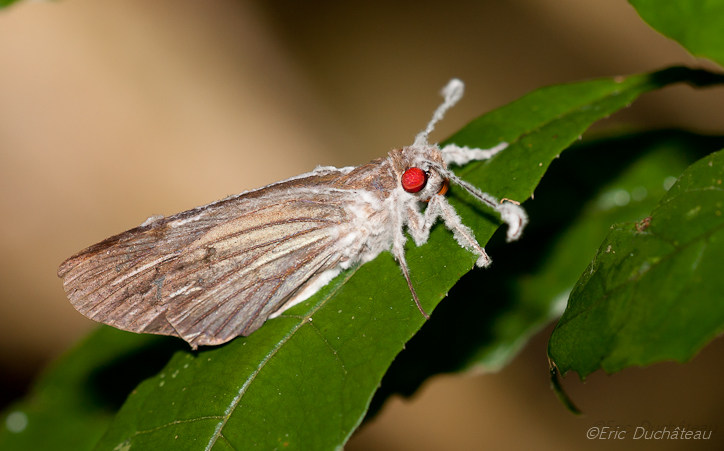 Papillon de nuit (non déterminé)