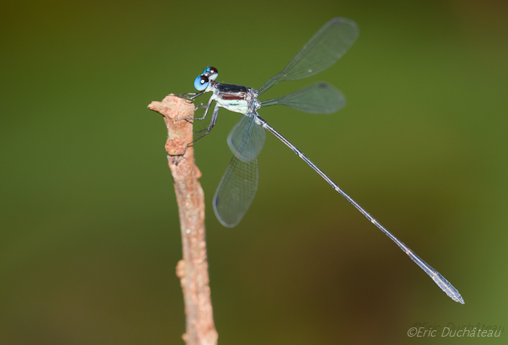 Agrion