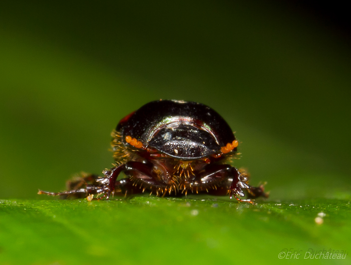 Bousier (Scarabeidae)