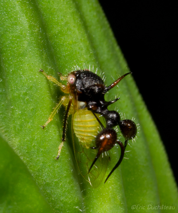 Membracide (cyphonia clavata)