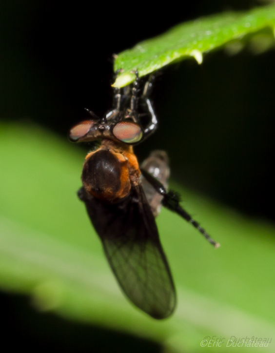 Asilidae