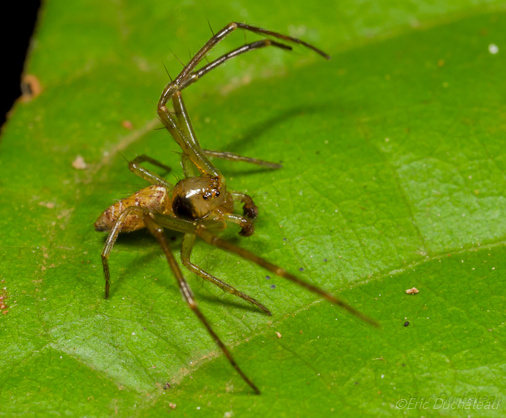 Tetragnathidae