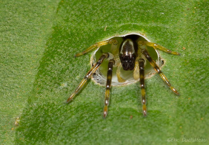 Thomisidae