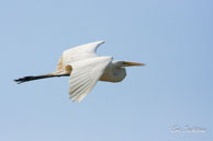 Grande aigrette  / Marais de Kaw (Guyane française), août 2010