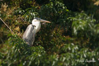 Héron cocoi  / Marais de Kaw (Guyane française), août 2010