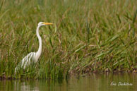 Grande aigrette / Marais de Kaw (Guyane française), août 2010