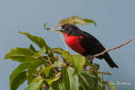 Sturnelle militaire  / Marais de Kaw (Guyane française), août 2010