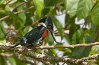 Martin-pêcheur vert (mâle)  / Marais de Kaw (Guyane française), août 2010