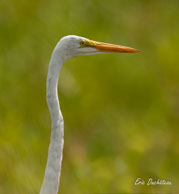 Grande aigrette  / Marais de Kaw (Guyane française), août 2010