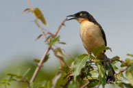 Troglodyte à miroir  / Marais de Kaw (Guyane française), août 2010