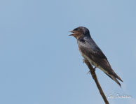 Hirondelle à ailes blanches / Marais de Kaw (Guyane française), août 2010