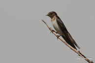 Hirondelle à ailes blanches / Marais de Kaw (Guyane française), août 2010