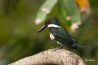 Martin-pêcheur vert (femelle)  / Marais de Kaw (Guyane française), août 2010