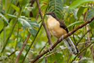 Troglodyte à mirroir (juvénile)  / Marais de Kaw (Guyane française), août 2010