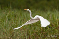 Grande aigrette  / Marais de Kaw (Guyane française), août 2010