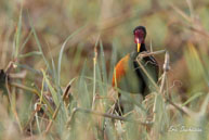 Jacana noir  / Marais de Kaw (Guyane française), août 2010