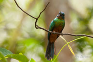 Jacamar vert  / Marais de Kaw (Guyane française), août 2010