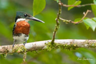 Martin-pêcheur vert (mâle)  / Marais de Kaw (Guyane française), août 2010