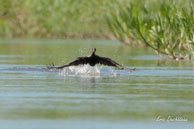 Cormoran vigua  / Marais de Kaw (Guyane française), août 2010