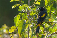 Cacique cul-jaune / Marais de Kaw (Guyane française), août 2010