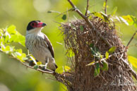 Tityre gris (femelle)  / Marais de Kaw (Guyane française), août 2010