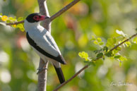 Tityre gris (mâle)  / Marais de Kaw (Guyane française), août 2010