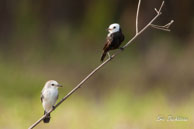 Couple de Moucherolles à tête blanche / Marais de Kaw (Guyane française), août 2010