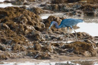 Aigrette bleue  / Vieux Port de Cayenne (Guyane française), août 2010