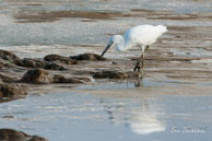 Aigrette neigeuse  / Vieux Port de Cayenne (Guyane française), août 2010