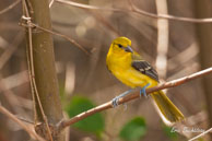 Oriole jaune  / Vieux Port de Cayenne (Guyane française), août 2010