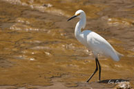 Aigrette neigeuse  / Vieux Port de Cayenne (Guyane française), août 2010