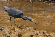 Aigrette bleue  / Vieux Port de Cayenne (Guyane française), août 2010