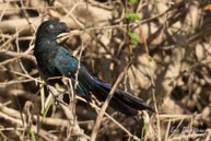 Ani des palétuviers / Marais de Kaw (Guyane française), août 2010