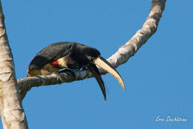 Araçari grigri  / Marais de Kaw (Guyane française), août 2010