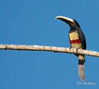 Araçari grigri  / Marais de Kaw (Guyane française), août 2010