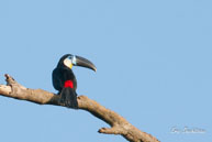 Toucan ariel  / Route de Petit-Saut (Guyane française), août 2010