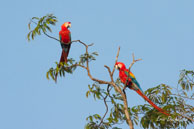 Aras chloroptères  / Sur le Haut-Sinnamary (Guyane française), août 2010