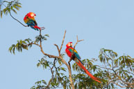 Aras chloroptères  / Sur le Haut-Sinnamary (Guyane française), août 2010