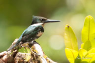 Martin-pêcheur vert (femelle) / Sur le Haut-Sinnamary (Guyane française), août 2010