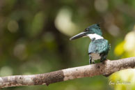 Martin-pêcheur vert (femelle) / Sur le Haut-Sinnamary (Guyane française), août 2010