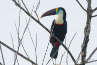 Toucan à bec rouge  / Route de Petit-Saut (Guyane française), août 2010