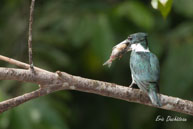 Martin-pêcheur vert (femelle) / Sur le Haut-Sinnamary (Guyane française), août 2010