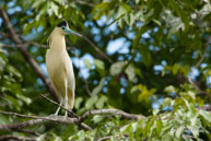 Héron coiffé  / Saut Dalles (Guyane française), août 2010