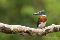 Martin-pêcheur vert (mâle)  / Sur le Haut Sinnamary (Guyane française), août 2010