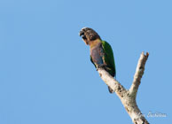 Papegeai maillé / Saut Takari Tante, Haut Sinnamary (Guyane française), août 2012