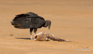 Urubu noir / Salines de Montjoly (Guyane française), août 2012