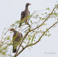 Pigeons ramirets / Angoulême (Guyane française), mars 2014