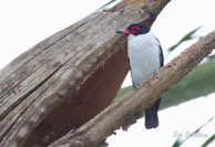 Tityre gris / Matoury (Guyane française), mars 2014