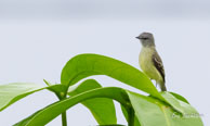 Elénie à ventre jaune / Matoury (Guyane française), mars 2014